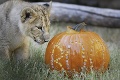 Halloween v zoo