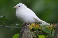 Vták, akého sme ešte nevideli: Biely vrabec!