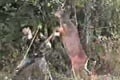 Svet naruby: Jeleň loví poľovníka