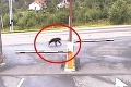 Neuveriteľné: Medveď sa prechádza po meste!