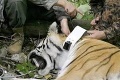 VIDEO - Hrdina Putin: Skolil tigra!