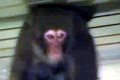 VIDEO: Malá japonská opica čakala na vlak