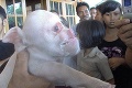 V Číne sa narodilo prasiatko s opičou tvárou!
