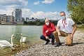 Labute v Bratislave dostali osobných strážcov: Kŕmenie vodného vtáctva pečivom môže vyjsť ľudí poriadne draho!