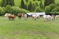 Rozčarovaný farmár František: Pre jednu kravu som prišiel o takmer 9 000 eur
