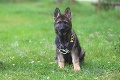 Otázka, ktorú uhádnete na prvú šupu: Aké plemeno psa využíva slovenská polícia najviac?