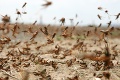 Argentínu sužuje obrovské množstvo kobyliek: Autentické zábery z vyčíňania hmyzu