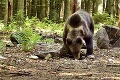 Spoveď dvoch mužov, ktorých napadol medveď pri Ružomberku: Mysleli sme si, že to neprežijeme!