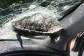Kuriózna nehoda: Do idúceho auta vrazila korytnačka! Zviera skončilo v čelnom skle