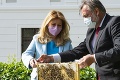 Čaputová má milú novinku: V prezidentskej záhrade jej pribudli úle s včelami, ktoré menej štípu