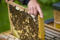 Čaputová má milú novinku: V prezidentskej záhrade jej pribudli úle s včelami, ktoré menej štípu