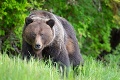 Rodina nemohla uveriť vlastným očiam: Uvidieť takto sfarbeného medveďa je veľká vzácnosť