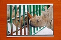Miloslava je riaditeľkou bratislavskej zoo už 30 rokov: Vtipné príhody so zvieratami