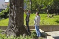 Výskumníci kontrolovali záhradu na Podjavorinskej: Stromy sme „popočúvali“ tomografom