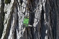 Výskumníci kontrolovali záhradu na Podjavorinskej: Stromy sme „popočúvali“ tomografom