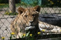Z kontaktnej zoo v Liptovskom Mikuláši urobila pandémia bezkontaktnú: Odstup od zvierat 2 metre!