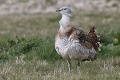 Zarážajúca nedbanlivosť ľudí voči prírode počas pandémie: Slovensko môže prísť o 2 najvzácnejšie druhy vtákov