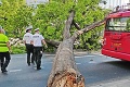 Silný vietor zvalil v Bratislave mohutné dreviny: Kto je zodpovedný za choré stromy?