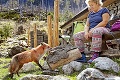 Vnučka legendárnej tatranskej líšky vyjedá turistov rovnako ako jej mama a babka: 3 generácie tuláčky Elišky na Rainerke