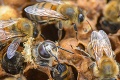 Trnava vybuduje kráľovstvo pre dôležitých živočíchov: Takto budeme v meste spolunažívať so včelami!
