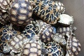 Ostali zhrození: Mexické úrady našli viac ako 15 000 korytnačiek určených na vývoz