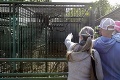 Neúspešný kandidát Pokorádi kritizuje výberové konanie: Riaditeľku bratislavskej zoo zvolila skorumpovaná komisia!