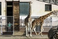 Bratislavská zoo oslávila 60. výročie svojho otvorenia: Toto ste o jej vzniku možno ani netušili