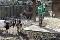 Bratislavská zoo oslávila 60. výročie svojho otvorenia: Toto ste o jej vzniku možno ani netušili