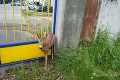 Hasiči z Piešťan zachraňovali návštevníka z lesa: Roztomilý srnček sa zasekol v bráne