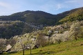 Kvôli rarite navštívia kúzelné miesto zástupy Slovákov: Nádhera, v obci Brdárka ich kvitnú doslova tisíce