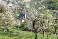 Kvôli rarite navštívia kúzelné miesto zástupy Slovákov: Nádhera, v obci Brdárka ich kvitnú doslova tisíce