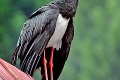 Na Slovensko sa z teplých krajín vracajú sťahovavé vtáky: Operení pendleri sú presní ako hodinky