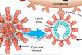 Čo zastaví šírenie koronavírusu? Pozrite si, ktoré vakcíny sú vo vývoji