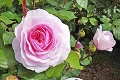 Aj ruže majú svoju sieň slávy! Vzácne kvety sa do slovenského rozária vrátili po desiatkach rokov