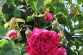 Aj ruže majú svoju sieň slávy! Vzácne kvety sa do slovenského rozária vrátili po desiatkach rokov