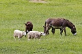 Košiar na Muráni má originálnych strážcov: My chránime ovečky pred vlkmi lepšie ako psy!