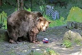 Medveď Félix z bratislavskej zoo sa tlačí v betónovom výbehu: Peniaze na nový príbytok sú! V čom je problém?