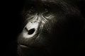 Obrovský smútok v Ugande: Legendu medzi gorilami Rafikiho zabili pytliaci