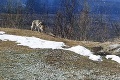Tatranskí lesníci  dvíhajú varovný prst: Po medveďoch sa k ľudským obydliam približujú aj vlky