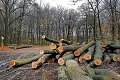 V štátnych lesoch na území Bratislavy sa bude menej ťažiť: Ročne zachránia stromy za 322-tisíc €