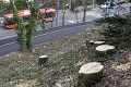 Výrub stromov v centre Bratislavy: Primátor ho označil za smutnú udalosť