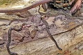 Hadí Casanova z Paríža sa v košickej zoo ihneď začal činiť: Mimoriadne plodný výsledok