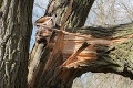 Nešťastie v bulharskom kempe: Na stan spadol strom, o život prišla mladá Češka
