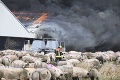 Plamene pohltili zariadenie na chov ošípaných: Uhynulo viac ako 55 000 zvierat