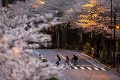 Japonsko rozkvitlo do krásy, ľudia neveria vlastným očiam: Toto sa nestalo 1200 rokov