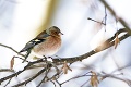 Na jar sa na Slovensko vracia približne milión sťahovavých vtákov: Ako migranti zobudili sedmospáčov