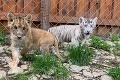 Chlpatá oslava narodenín v liptovskej zoo: Aha, ako už vyrástli Adamko a Zuzka