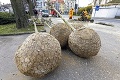 Veľká výmena nebezpečných drevín v Bratislave: Cestu k stanici zdobí 12 nových stromov