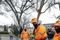Veľká výmena nebezpečných drevín v Bratislave: Cestu k stanici zdobí 12 nových stromov
