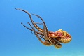 Chobotnice - zázraky z mora: Chápadlá namiesto ňufáka
